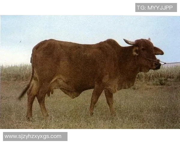 巴西红牛与帕梅拉斯的巅峰对决精彩回顾与分析 巴西红牛与帕梅拉斯的巅峰对决精彩回顾与分析